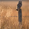 Short-eared owl Asio flammeus perched on old post in late evening light. Scotland. October 2009.